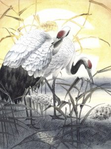 Suncranes