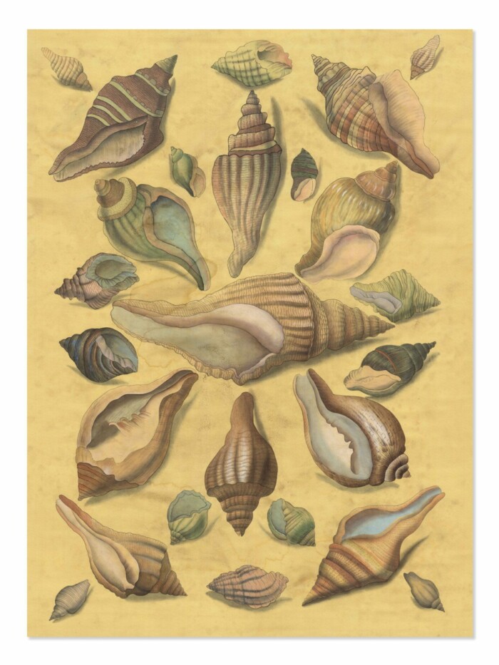 Grand Shell golden full