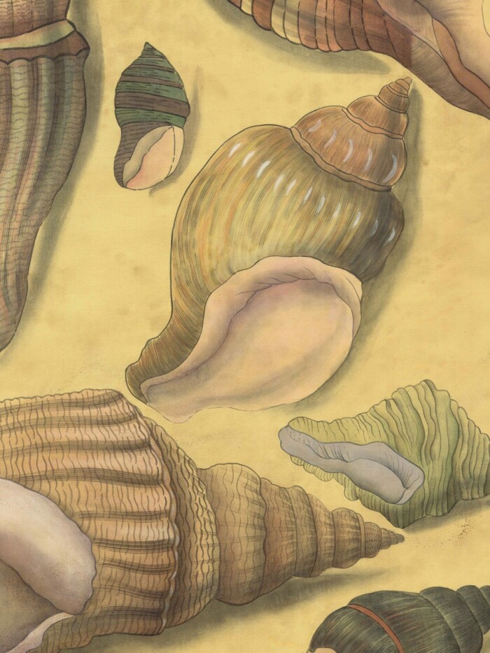 Grand Shell golden