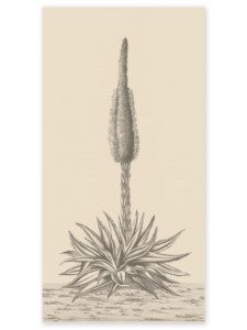 Agave