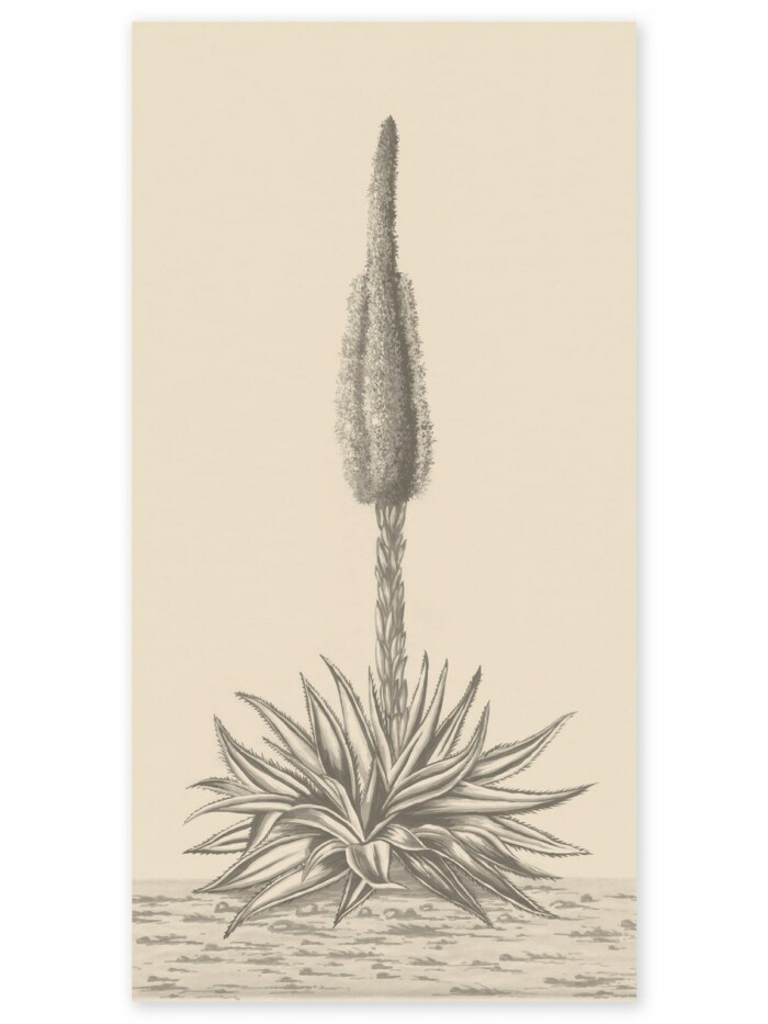 Agave