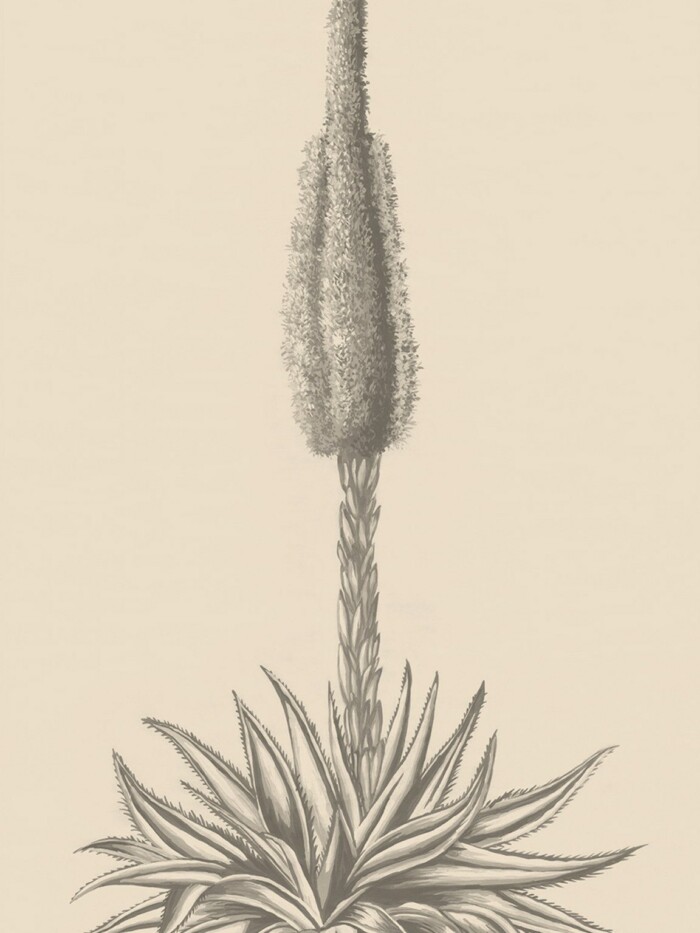 Agave