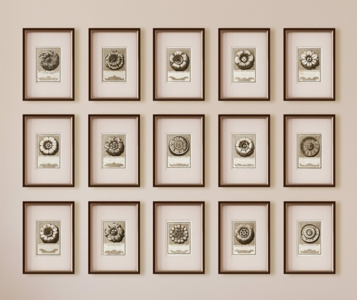 5 Rosettes - Image 4