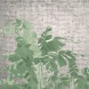 Bananas - Image 3