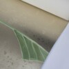 Bananas - Image 5