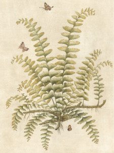 Ferns detail