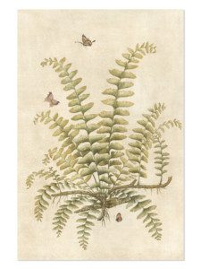 Ferns full