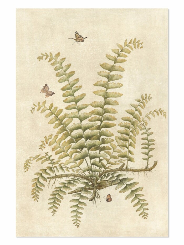 Ferns full