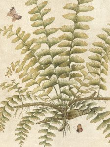 Ferns