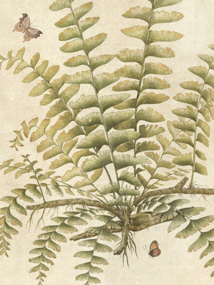Ferns