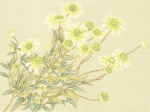 Daisies