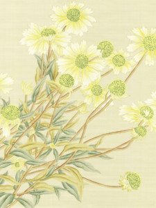 Daisies