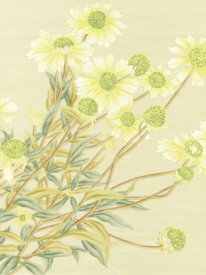 Daisies
