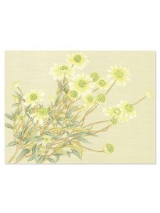Daisies