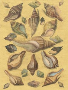 Grand Shell golden full