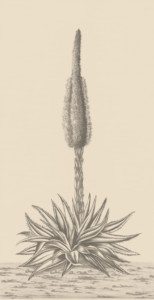 Agave