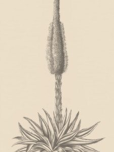 Agave