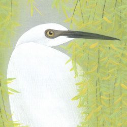 Herons and Willows