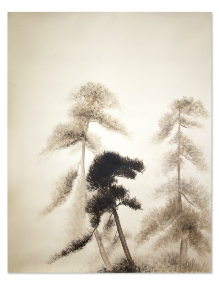 Pines in Mist
