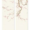 Cherry Blossoms